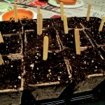 Tray planted and ready to go home. https://lolajack-global.jp.net/dch-workshop-pushing-spring-early-planting-for-the-impatient-gardener-with-alice-george-davis/