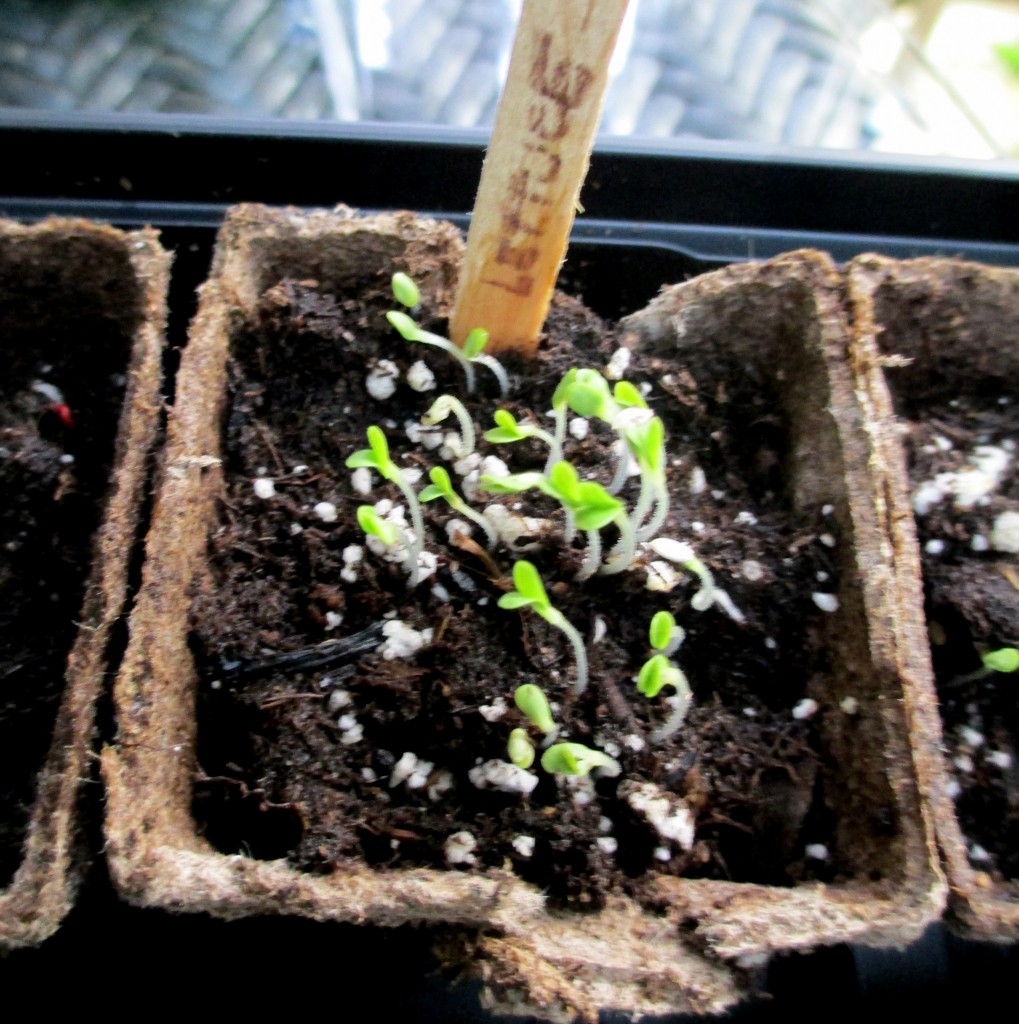 Lettuce sprouts after five days https://lolajack-global.jp.net/dch-workshop-pushing-spring-early-planting-for-the-impatient-gardener-with-alice-george-davis/