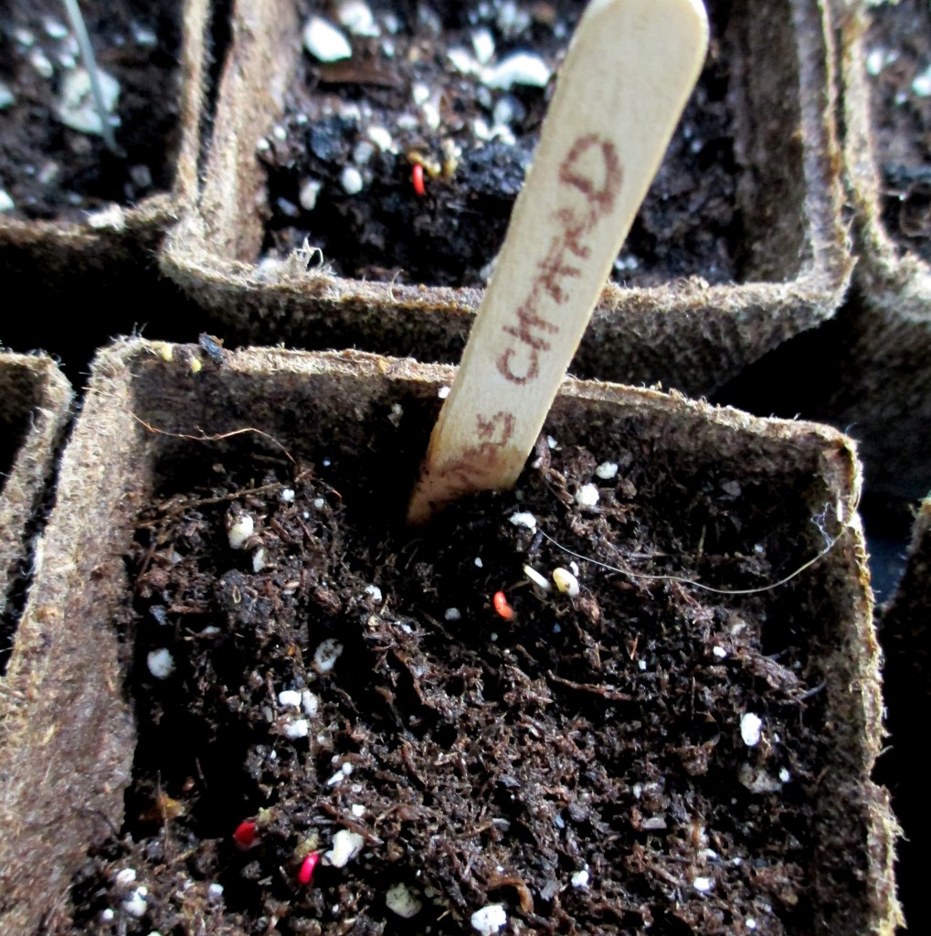 Swiss Chard emerging after just five days! https://lolajack-global.jp.net/dch-workshop-pushing-spring-early-planting-for-the-impatient-gardener-with-alice-george-davis/