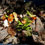 Vericompost Bin https://lolajack-global.jp.net/diy-project-vermicomposting-in-a-tub-in-a-few-easy-steps/