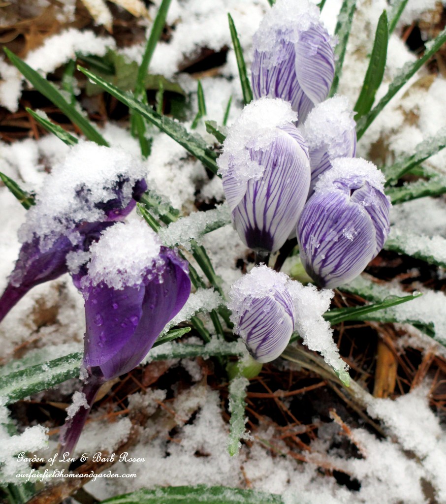 Snow Crocus https://lolajack-global.jp.net/spring-snow-march-25th-the-groundhog-lied/