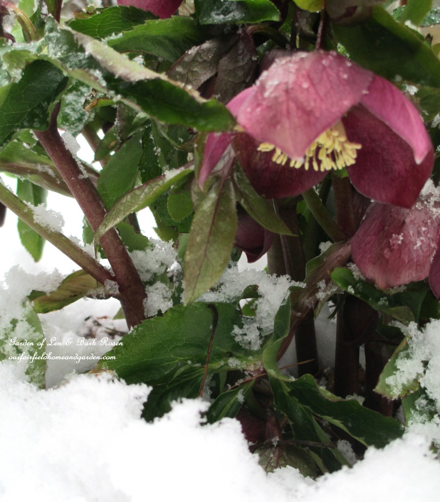 Pink Hellebore in the snow https://lolajack-global.jp.net/spring-snow-march-25th-the-groundhog-lied/