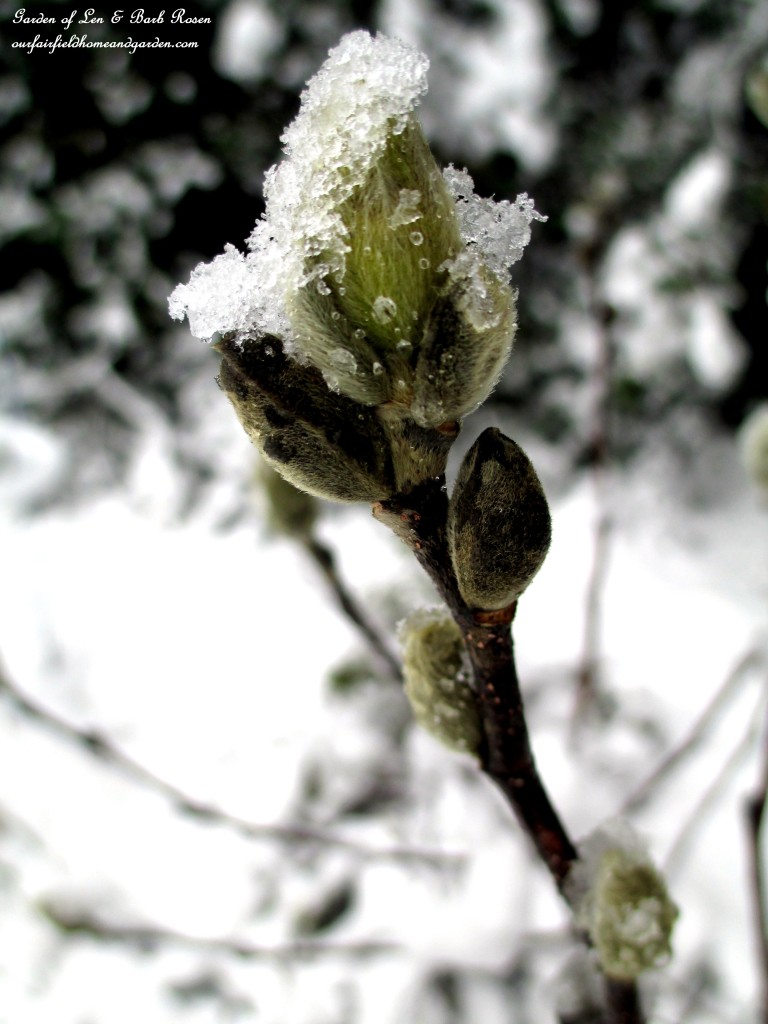 Star Magnolia Buds https://lolajack-global.jp.net/spring-snow-march-25th-the-groundhog-lied/