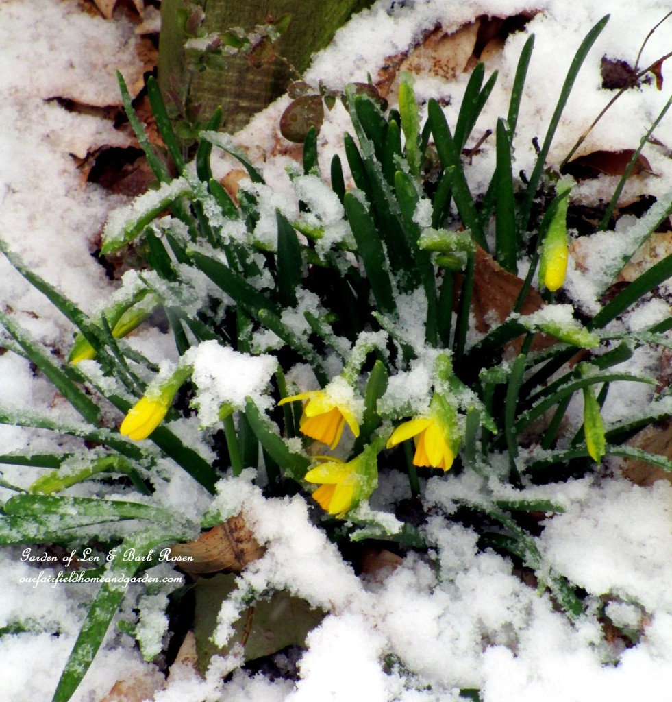 Tete a Tetes by the back fence https://lolajack-global.jp.net/spring-snow-march-25th-the-groundhog-lied/