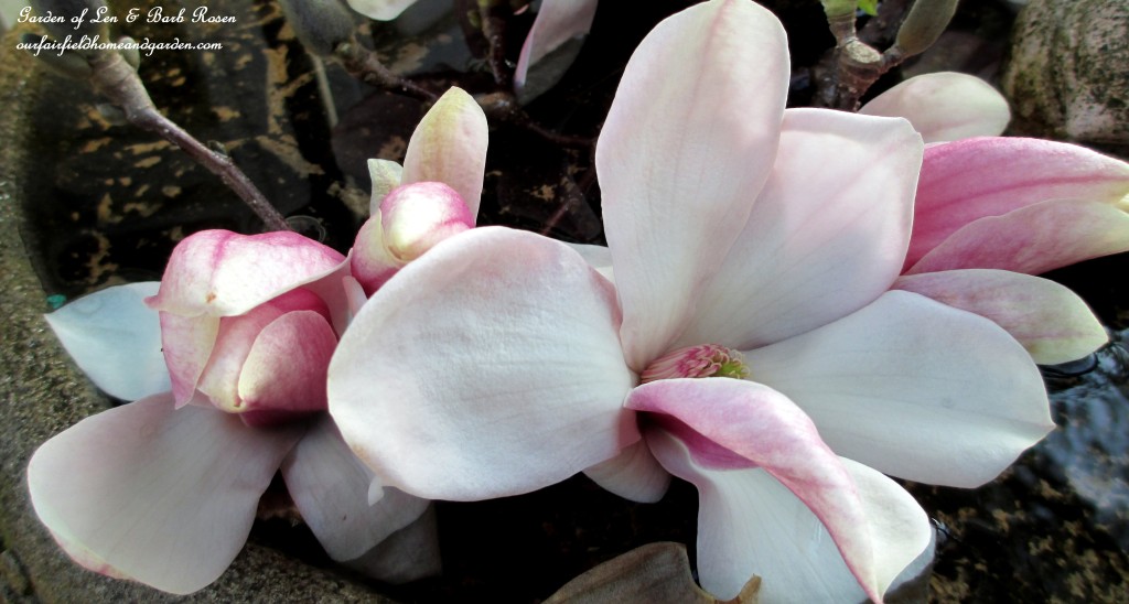 Tulip Magnolia Blooms https://lolajack-global.jp.net/spring-is-here-early-spring-blossoms/