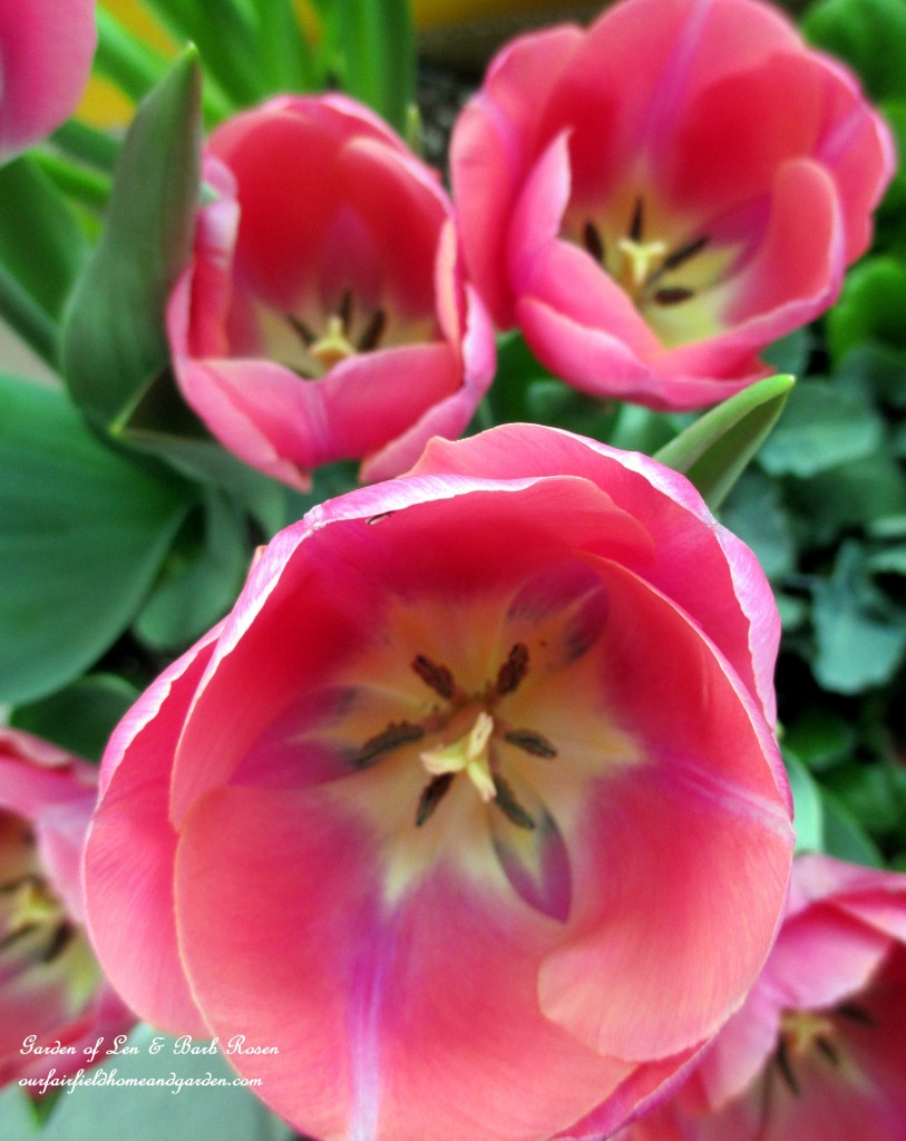 Pink Tulips https://lolajack-global.jp.net/spring-is-here-early-spring-blossoms/