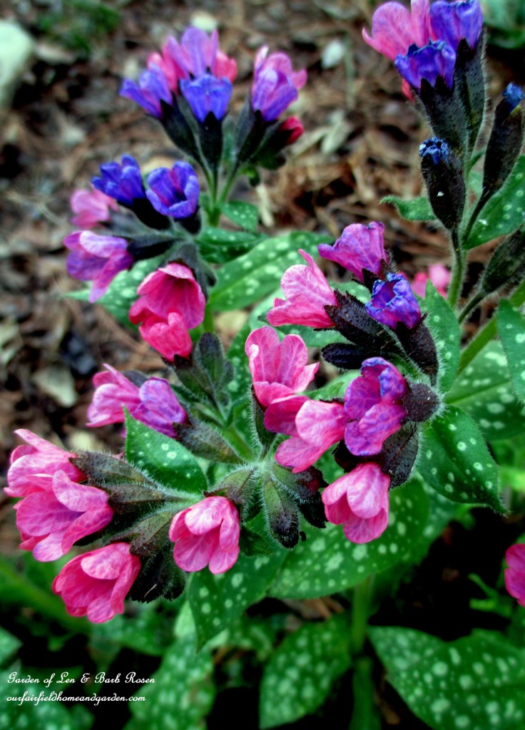 Plumbago, also known as Leadwort https://lolajack-global.jp.net/spring-is-here-early-spring-blossoms/