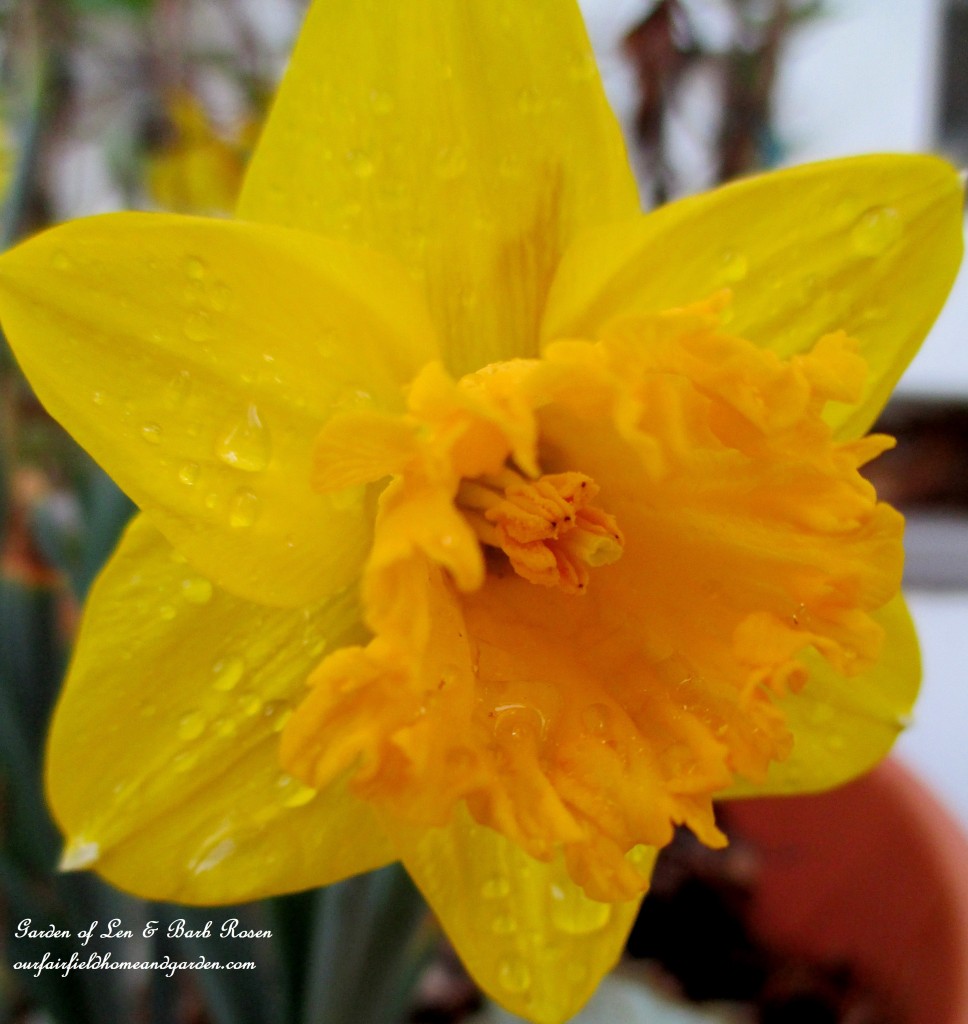 Daffodil fresh from the rain https://lolajack-global.jp.net/mid-april-spring-blooms-in-the-garden/