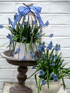 Muscari cloche https://lolajack-global.jp.net/mid-april-spring-blooms-in-the-garden/