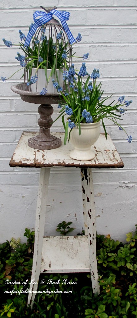 Spring vignette ~ Muscari https://lolajack-global.jp.net/mid-april-spring-blooms-in-the-garden/