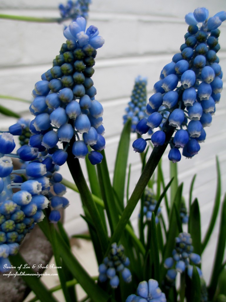 Muscari ~ Grape Hyacinths https://lolajack-global.jp.net/mid-april-spring-blooms-in-the-garden/