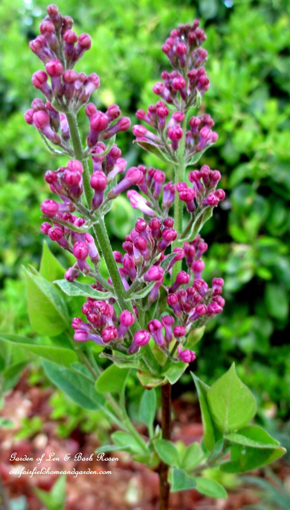 Lilac buds https://lolajack-global.jp.net/mid-april-spring-blooms-in-the-garden/
