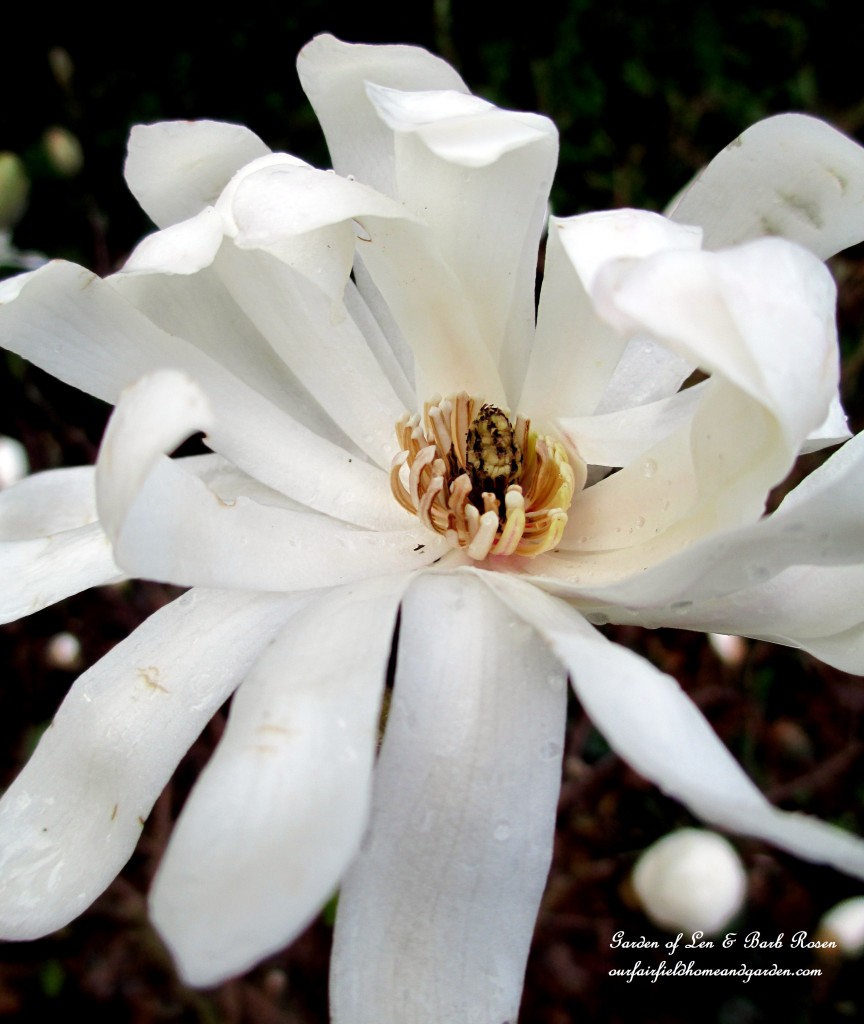Star Magnolia Bloom https://lolajack-global.jp.net/mid-april-spring-blooms-in-the-garden/
