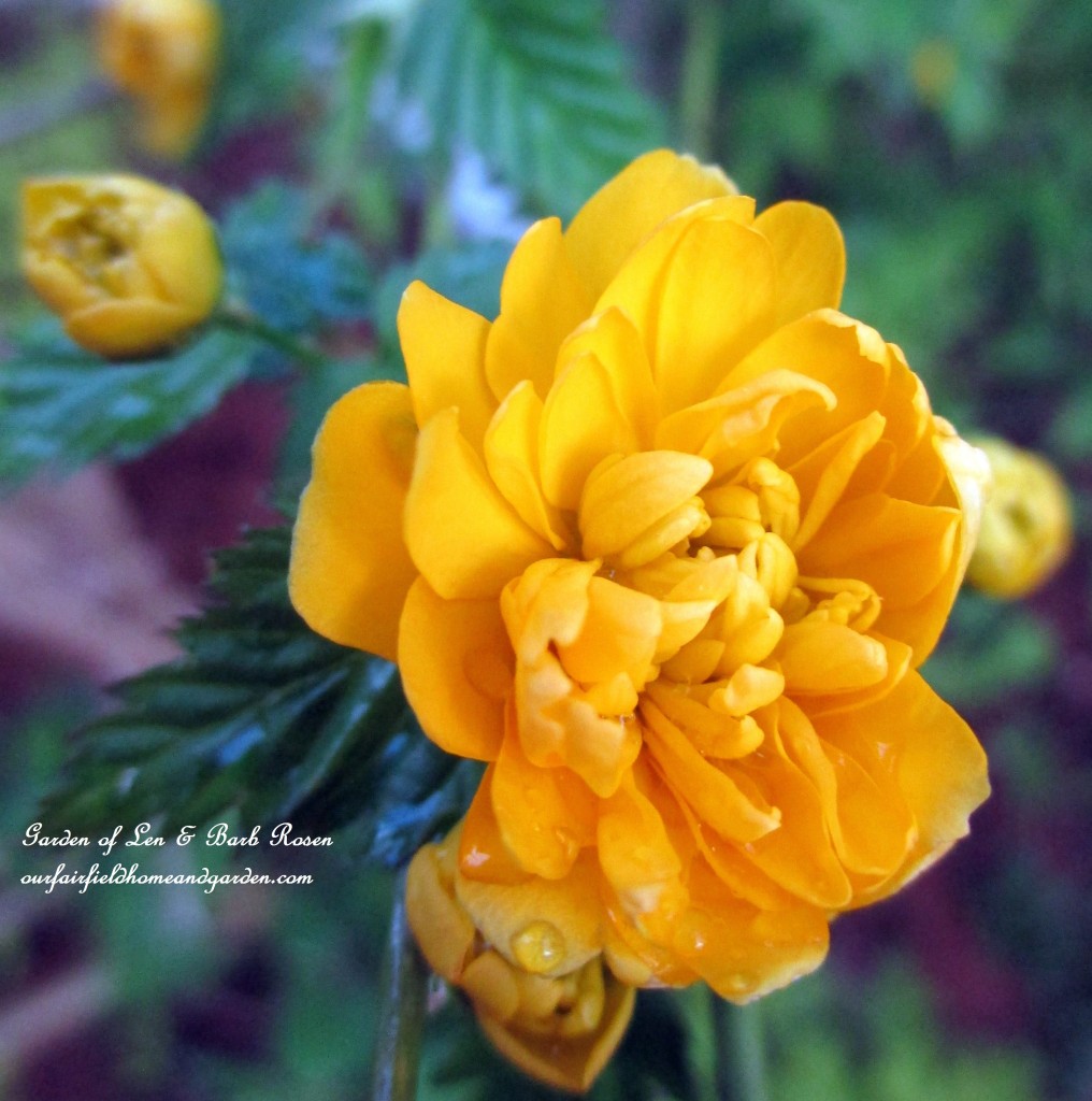 Double Kerria Flower https://lolajack-global.jp.net/april-18th-whats-blooming-today/