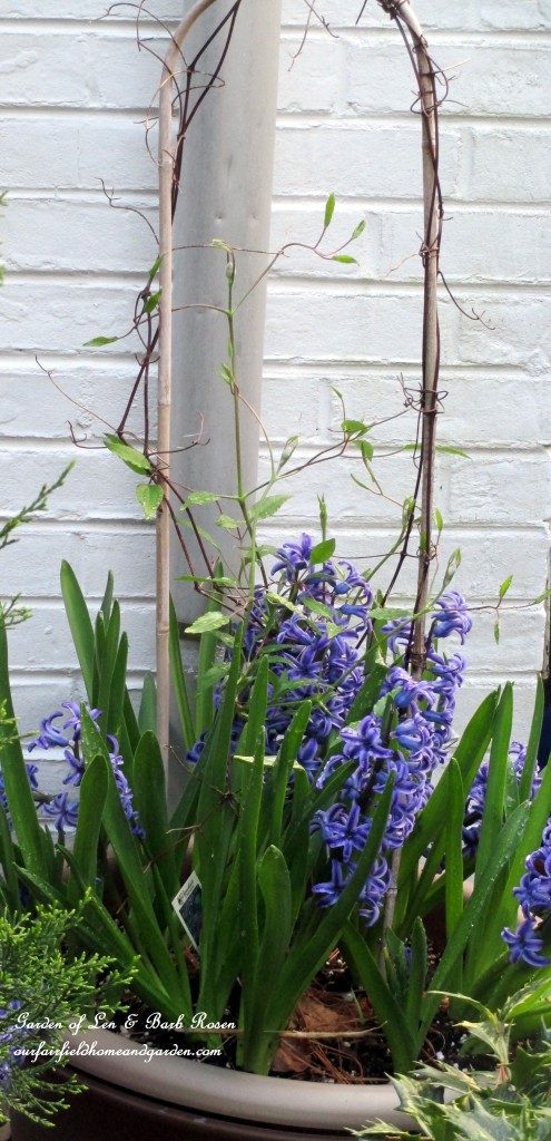 Potted Clematis underplanted with Hyacinths https://lolajack-global.jp.net/april-18th-whats-blooming-today/
