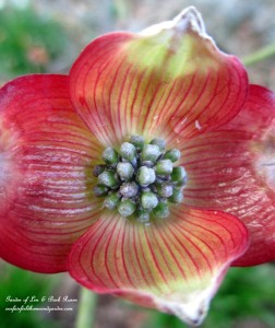 "Cherokee Brave" Dogwood Blossom https://lolajack-global.jp.net/april-18th-whats-blooming-today/