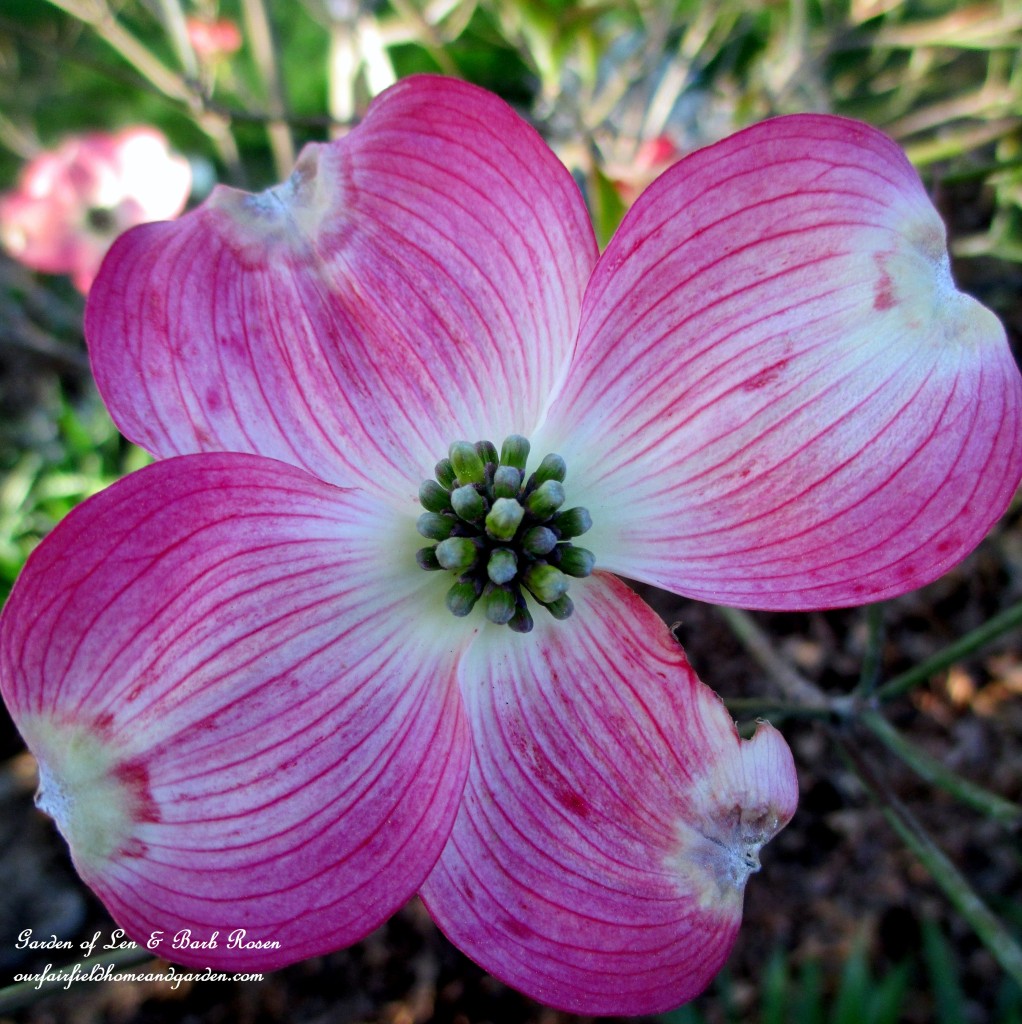 Cherokee Brave Dogwood Blossom https://lolajack-global.jp.net/let-the-gardening-begin/