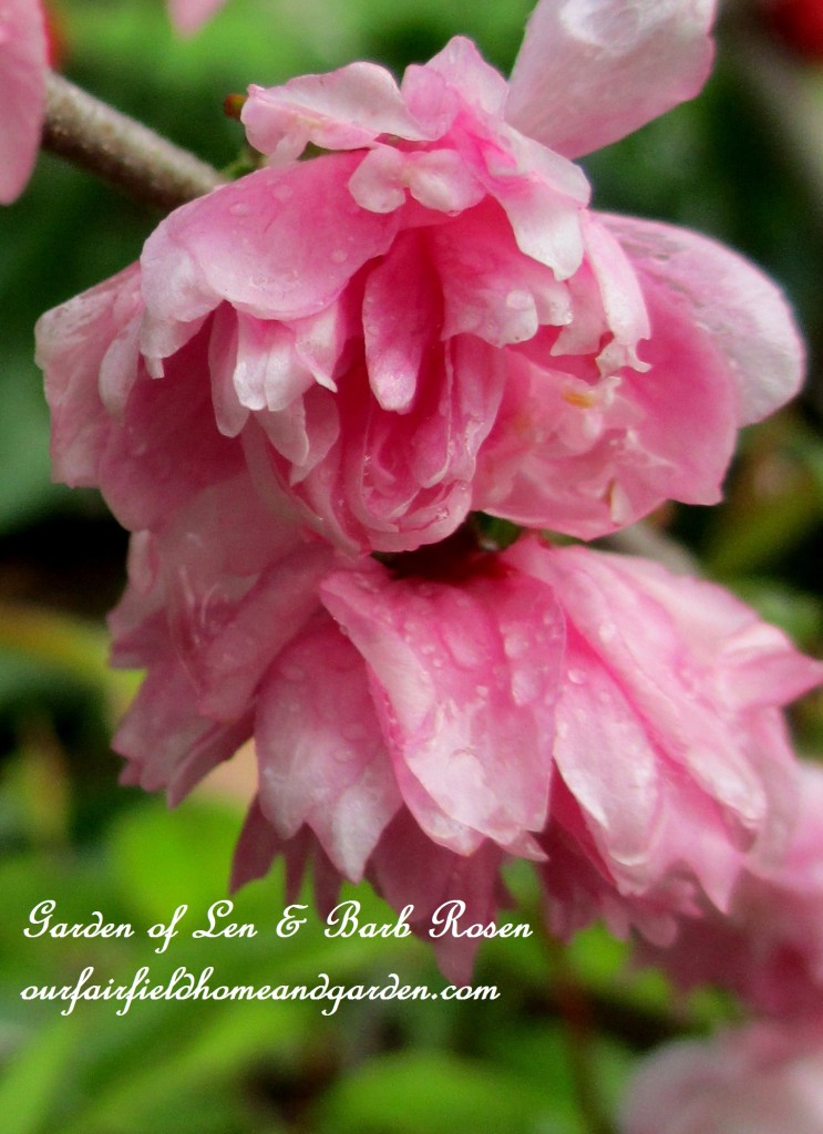 Flowering Almond Shrub Blossoms https://lolajack-global.jp.net/the-merry-merry-month-of-may/