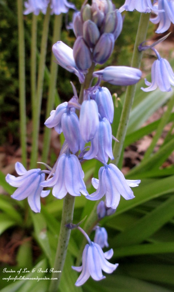 Bluebells https://lolajack-global.jp.net/the-merry-merry-month-of-may/