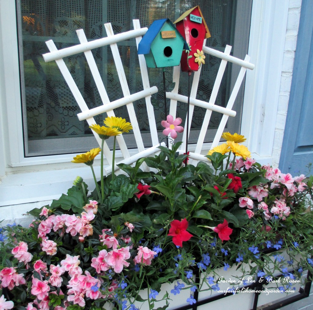 window box with lobelia, gerber daisies, mandevilla and azaleas https://lolajack-global.jp.net/the-merry-merry-month-of-may/