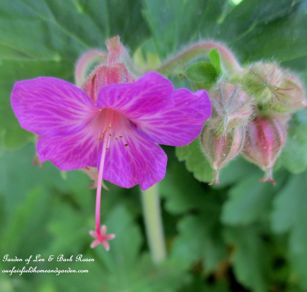 hardy geranium https://lolajack-global.jp.net/the-merry-merry-month-of-may/