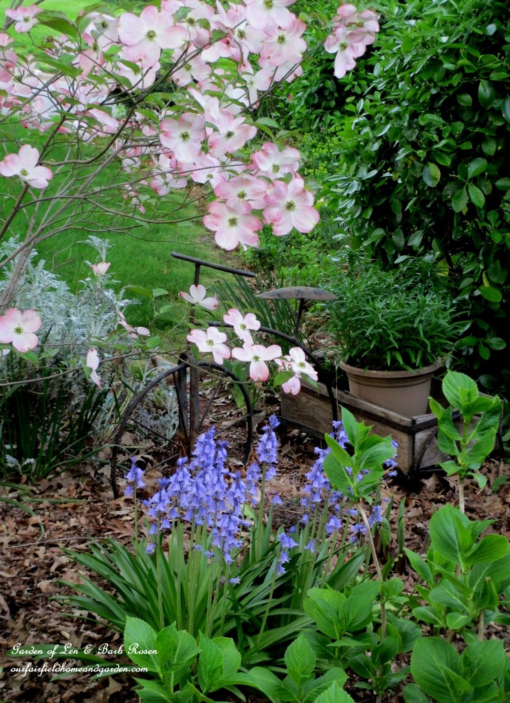 Dogwood, bluebells and columbine