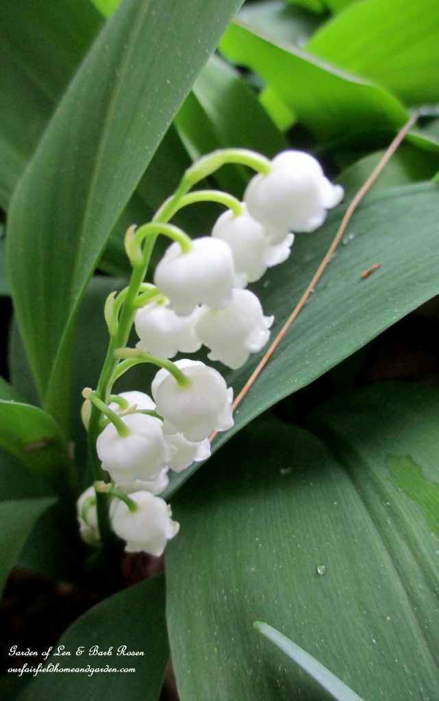Lily of the Valley