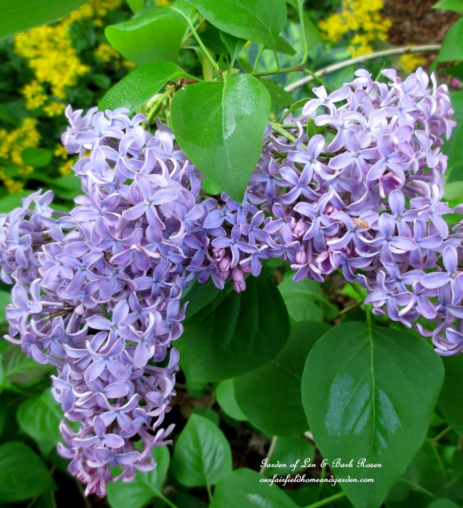 Lilac ~ from a start from my mother