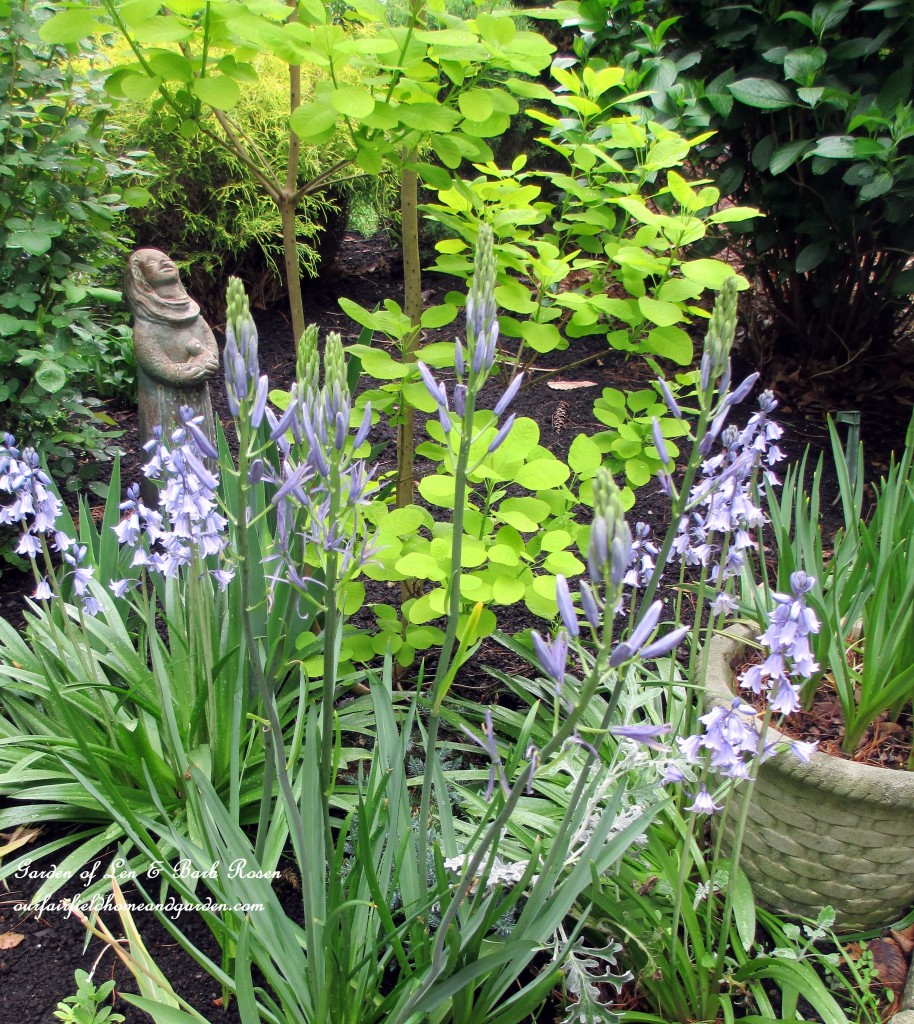 Bluebells & Camassia