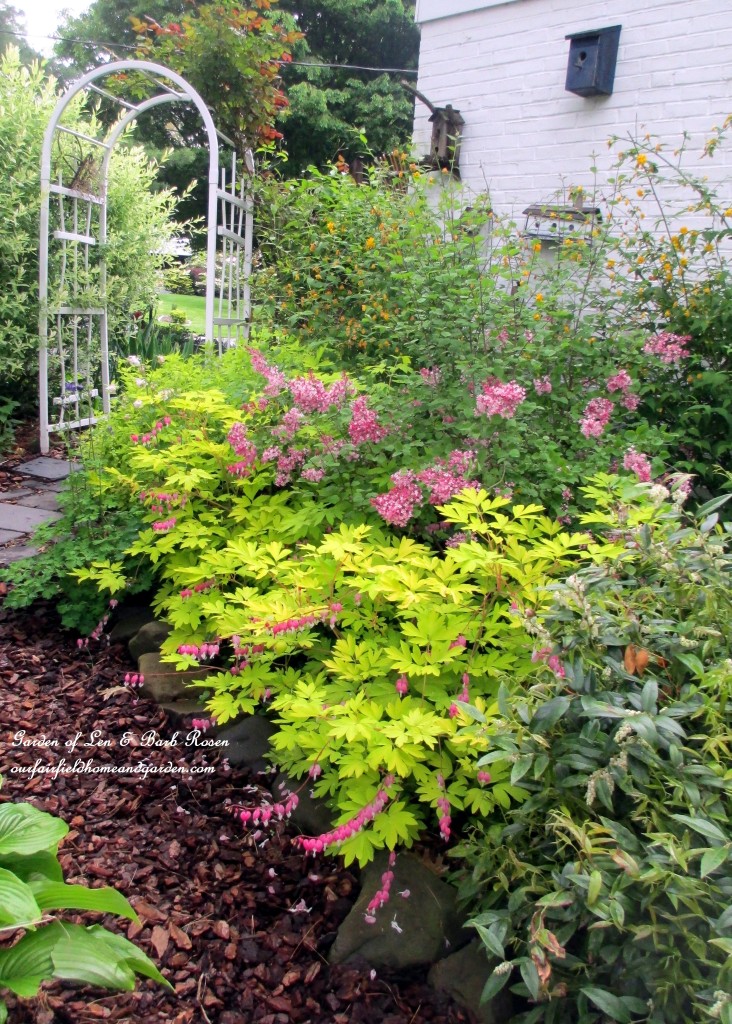 Bleeding Heart, Columbine and lilac on the side of our house