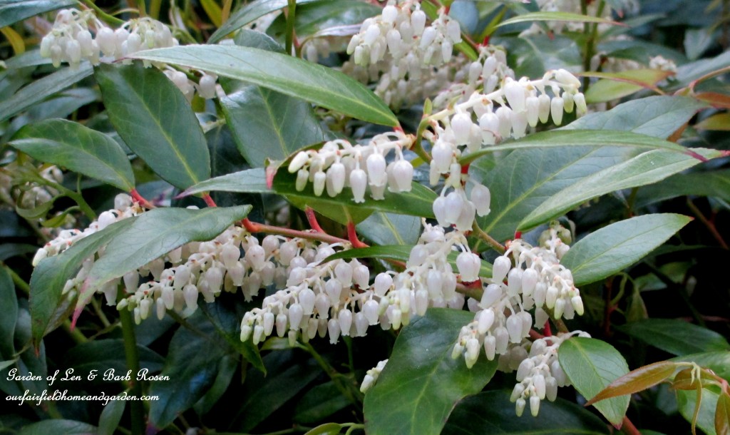 Leucothoe Shrub Blooming https://lolajack-global.jp.net/may-garden-birdhouses-flowers/