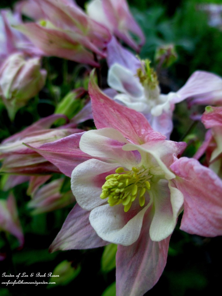 Pink Columbine https://lolajack-global.jp.net/may-garden-birdhouses-flowers/