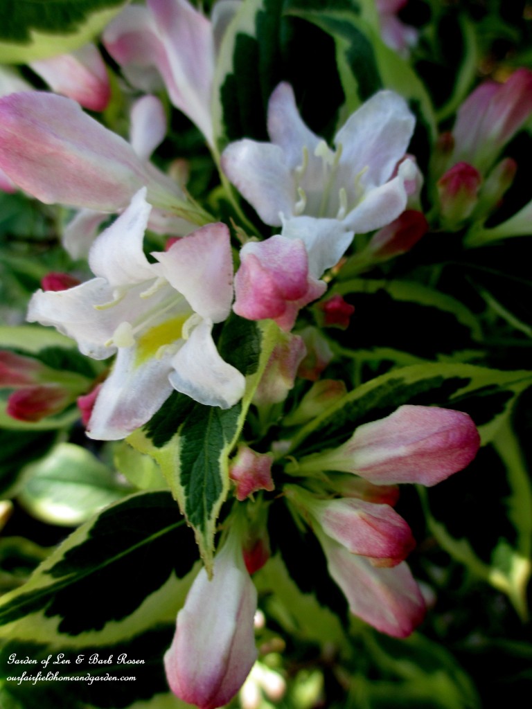 Variegated Weigela Florida https://lolajack-global.jp.net/may-garden-birdhouses-flowers/