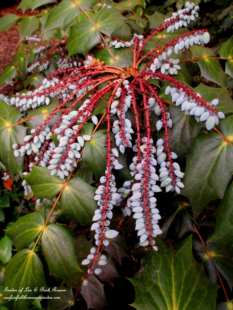 Mahonia berries for the birds https://lolajack-global.jp.net/may-garden-birdhouses-flowers/