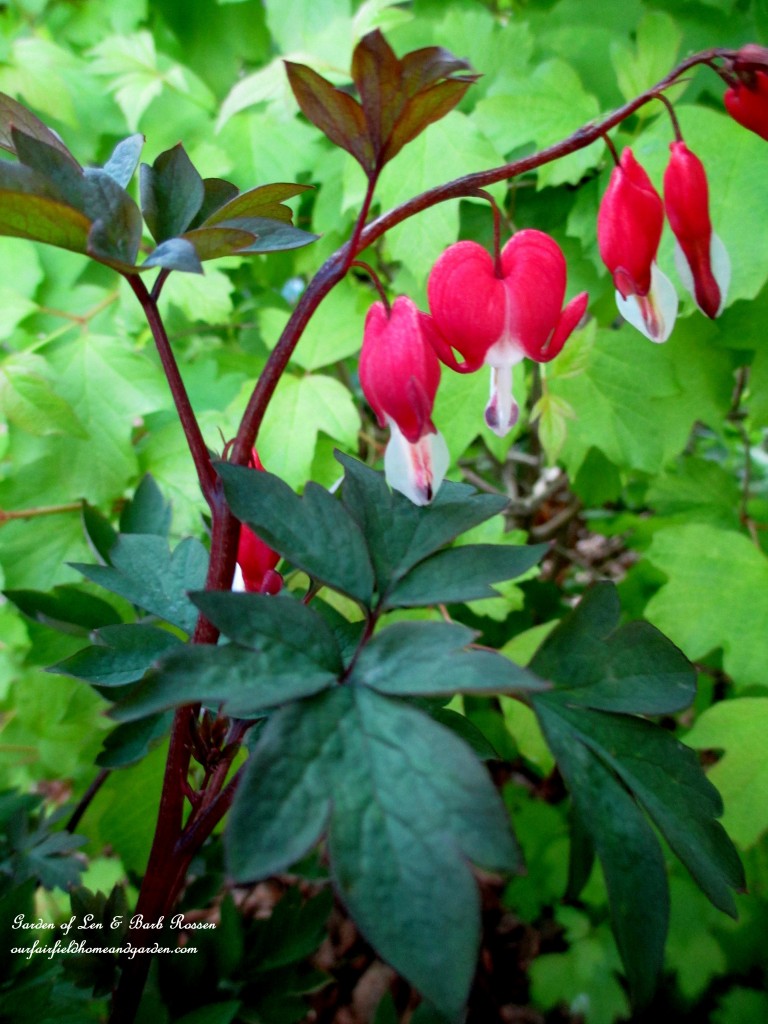 Bleeding Heart "Valentine" https://lolajack-global.jp.net/may-garden-birdhouses-flowers/