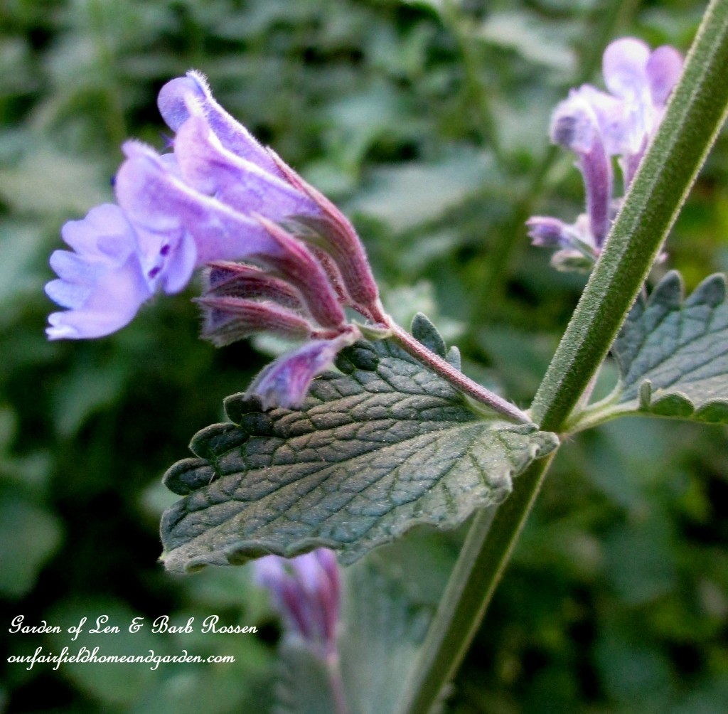Catmint ~ Nepata https://lolajack-global.jp.net/may-garden-birdhouses-flowers/