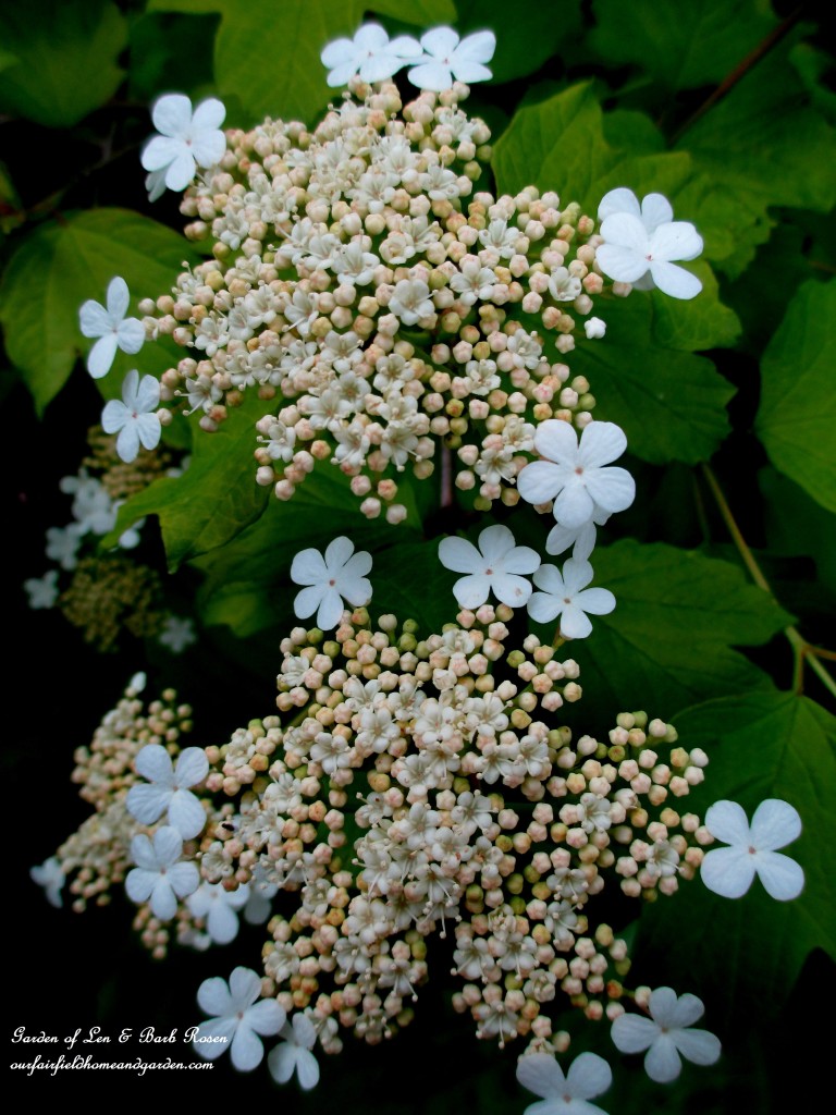 Viburnum Blooming https://lolajack-global.jp.net/may-garden-birdhouses-flowers/