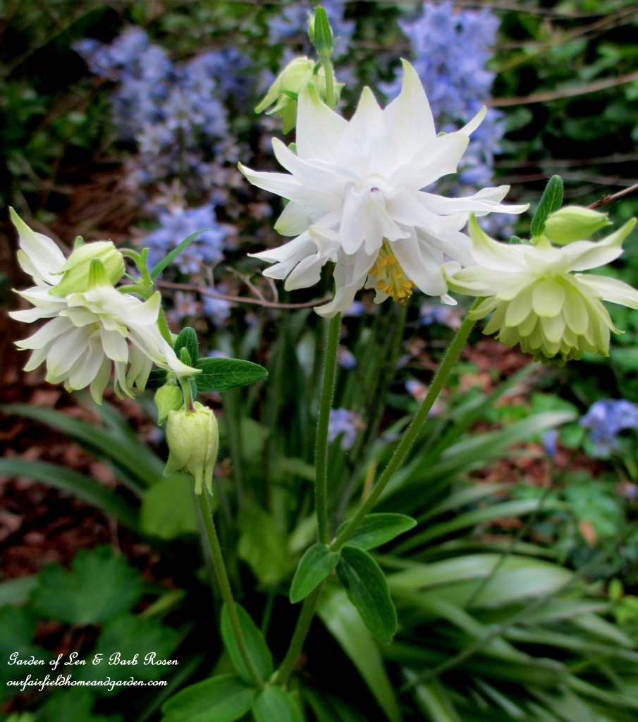 White Double Columbine https://lolajack-global.jp.net/may-garden-birdhouses-flowers/