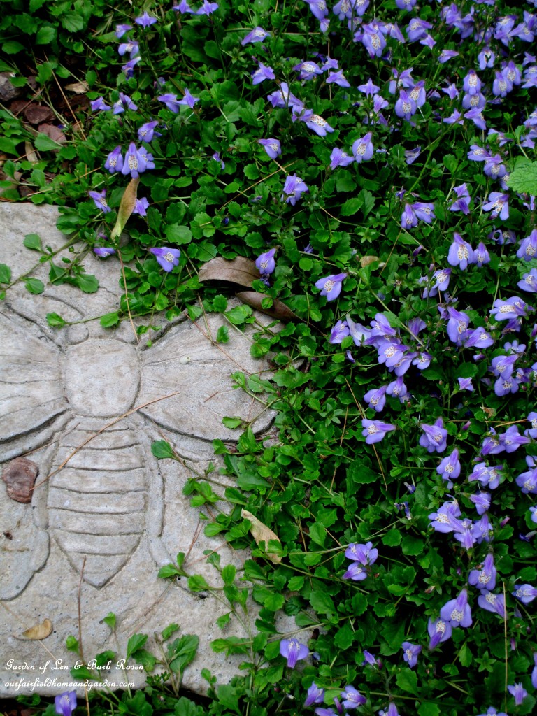 Mazus Repata ~ groundcover https://lolajack-global.jp.net/may-garden-birdhouses-flowers/
