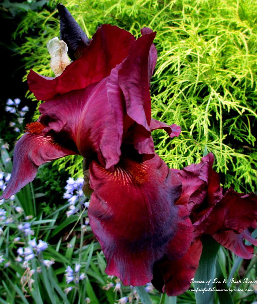 Dad's dark burgundy iris https://lolajack-global.jp.net/may-garden-birdhouses-flowers/