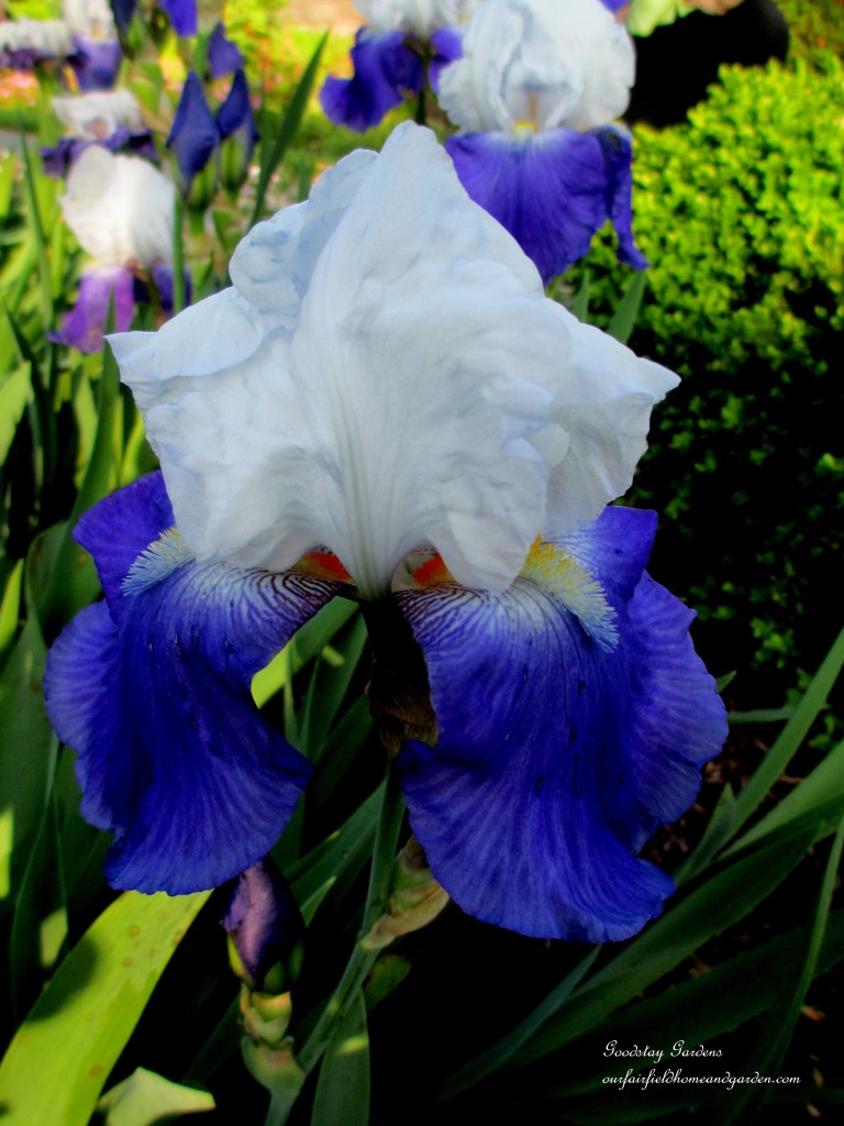 https://lolajack-global.jp.net/springtime-in-goodstay-gardens/