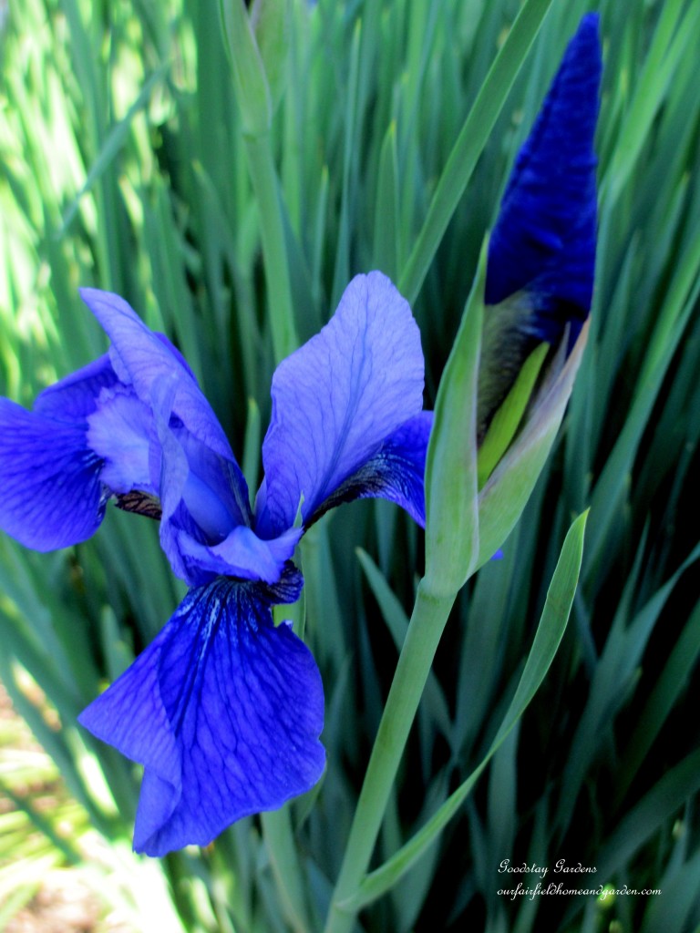 https://lolajack-global.jp.net/springtime-in-goodstay-gardens/