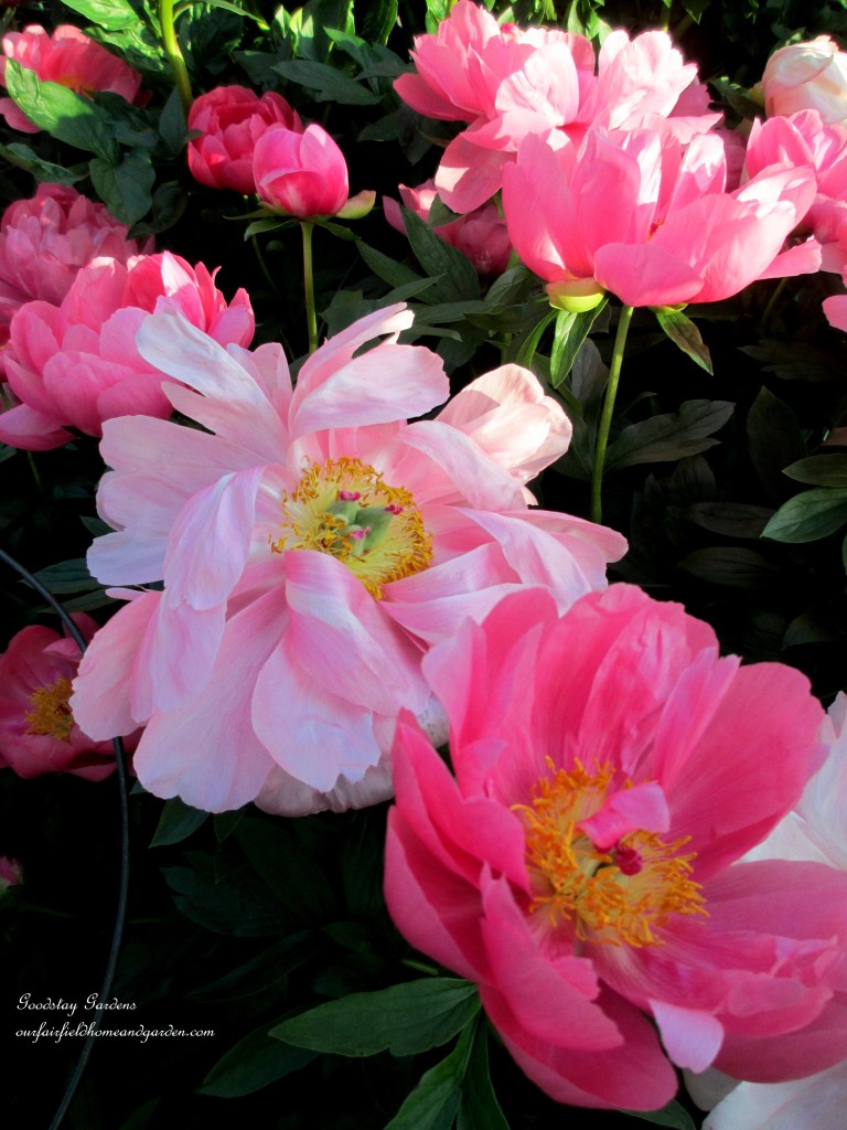https://lolajack-global.jp.net/springtime-in-goodstay-gardens/