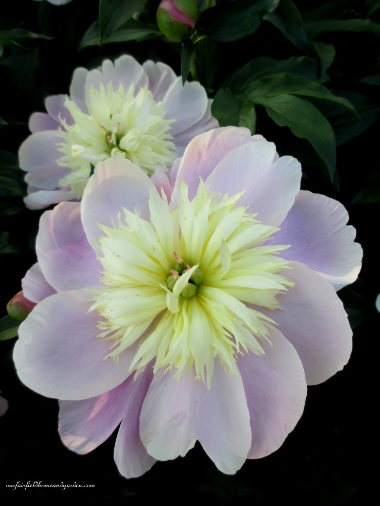 https://lolajack-global.jp.net/springtime-in-goodstay-gardens/