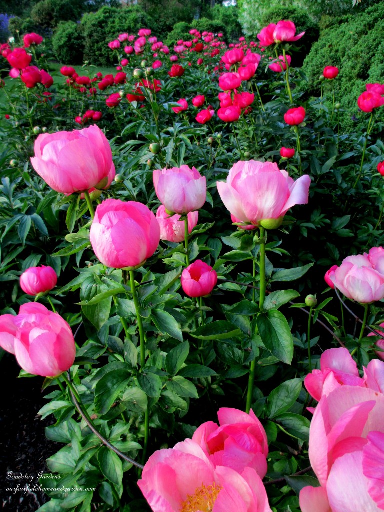 https://lolajack-global.jp.net/springtime-in-goodstay-gardens/