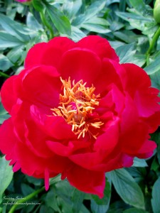 https://lolajack-global.jp.net/springtime-in-goodstay-gardens/