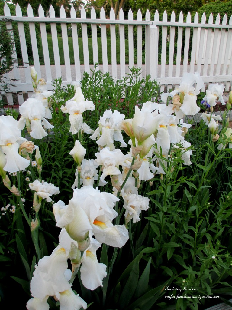 https://lolajack-global.jp.net/springtime-in-goodstay-gardens/