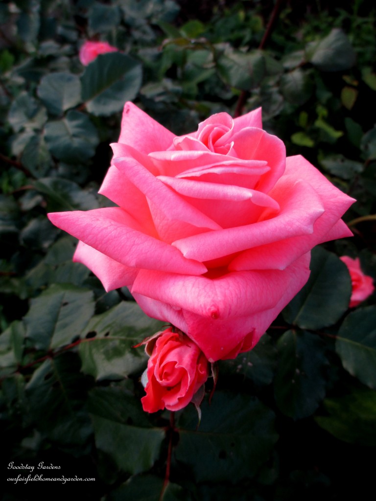 https://lolajack-global.jp.net/springtime-in-goodstay-gardens/