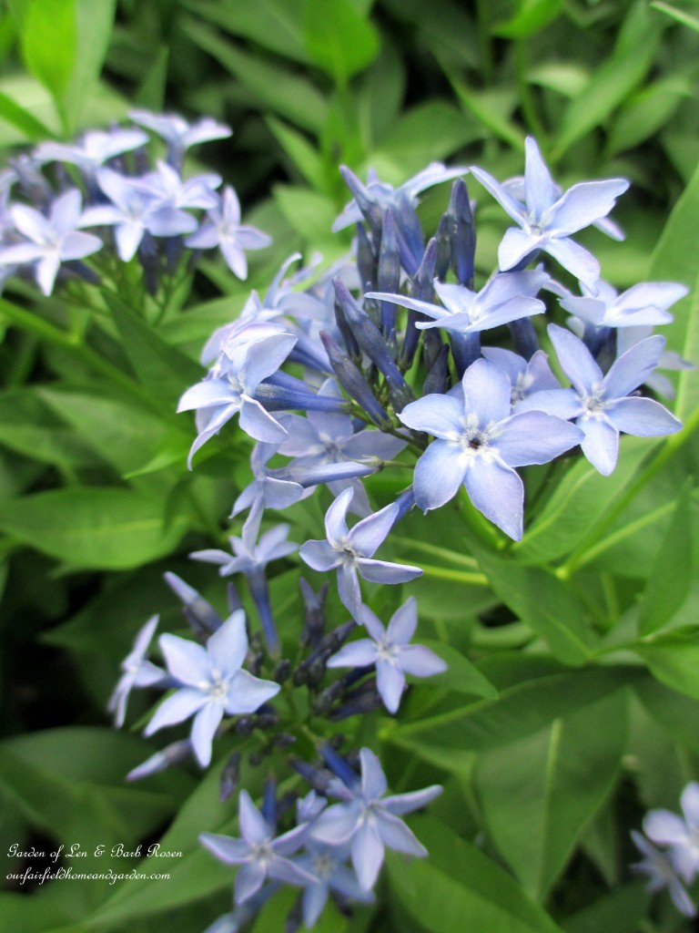 Amsonia Bluestar https://lolajack-global.jp.net/garden-walk-june-1st/