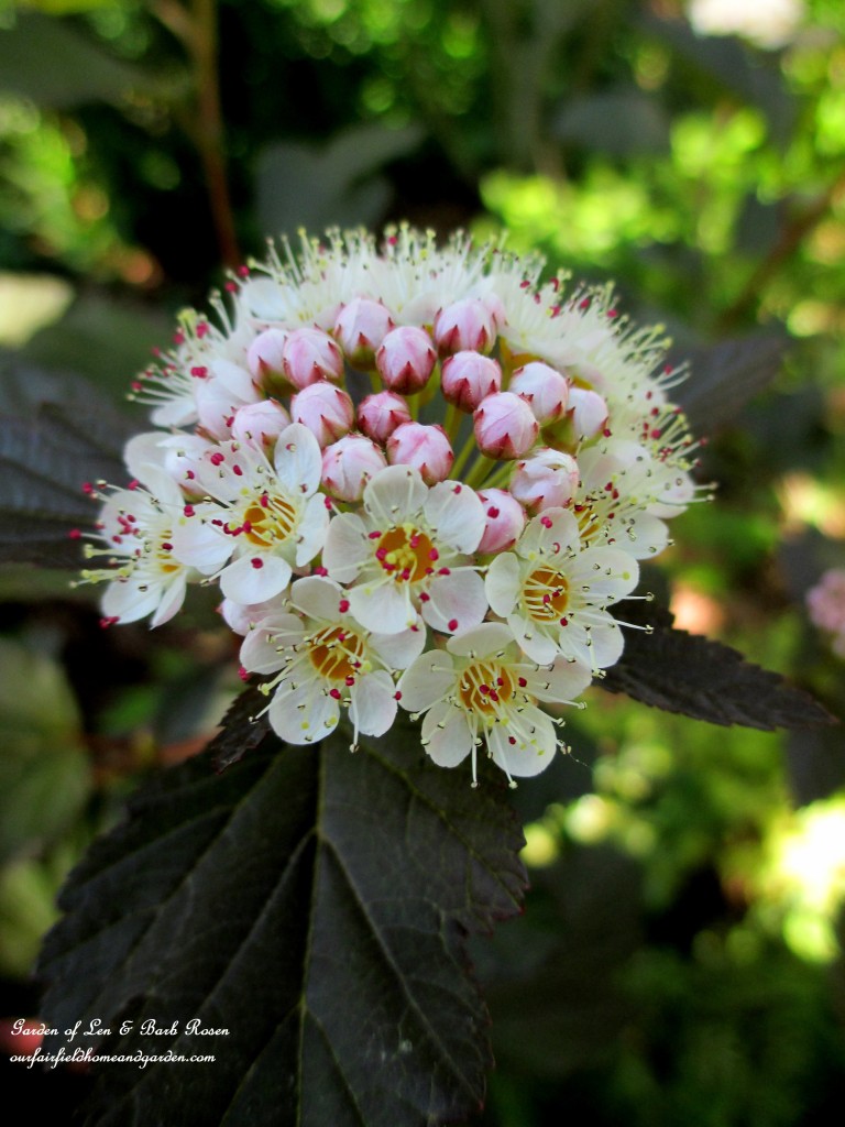 Ninebark "Coppertina"  Shrub bloom https://lolajack-global.jp.net/garden-walk-june-1st/